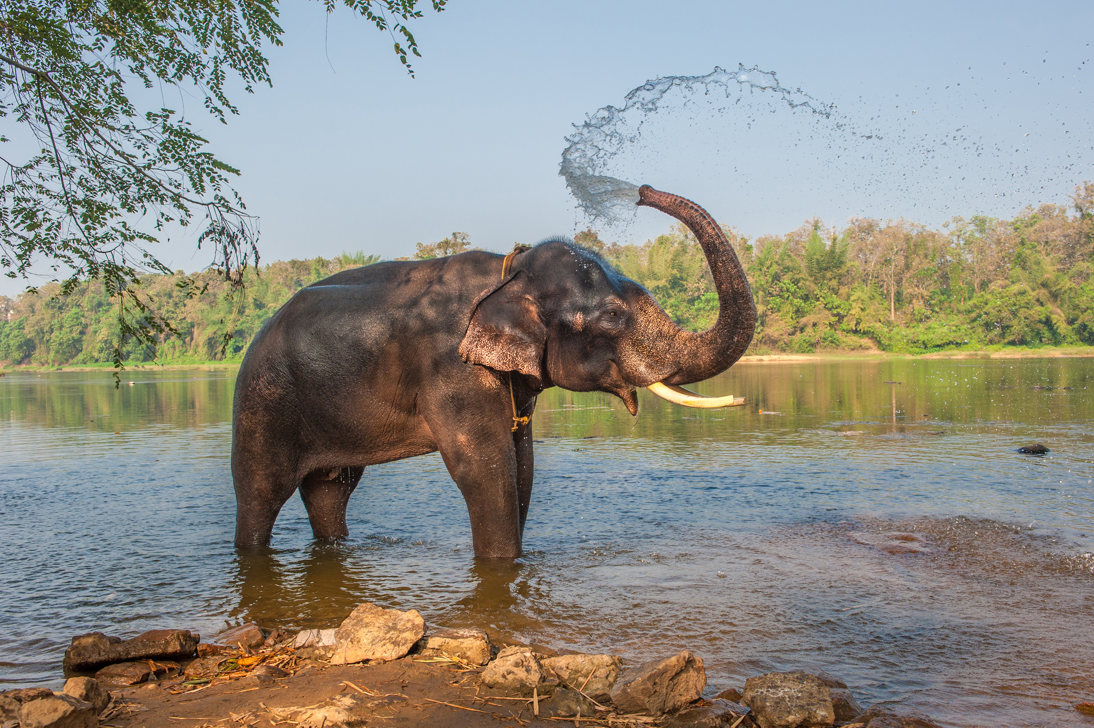 Dessine-moi un éléphant au Kerala