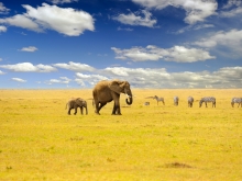 Safari d'exception au Kenya