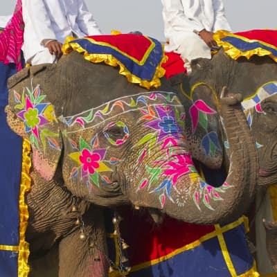 Balade à dos d’éléphant (à Dera Amer, à 30 min de Jaipur)