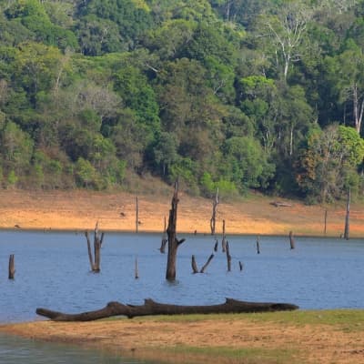 Balade à pied dans la réserve de Periyar